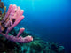 Purple Tube Sponges Caribbean Wall Decal Design 2