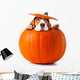 beagle in pumpkin 