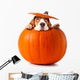 beagle in pumpkin 