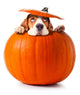 beagle in pumpkin 