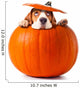 beagle in pumpkin 