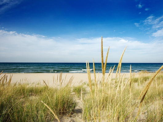 Path to Beach With Dune Grass Wall Mural