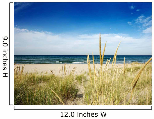 Path to Beach With Dune Grass Wall Mural