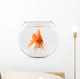 Goldfish Floating in Glass Sphere and on a White Background 