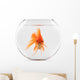 Goldfish Floating in Glass Sphere and on a White Background 