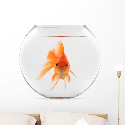 Goldfish Floating in Glass Sphere and on a White Background 