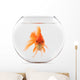 Goldfish Floating in Glass Sphere and on a White Background 