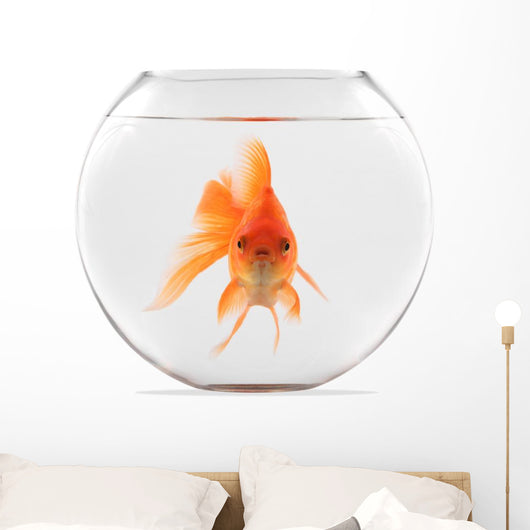 Goldfish Floating in Glass Sphere and on a White Background 