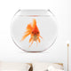 Goldfish Floating in Glass Sphere and on a White Background 