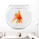 Goldfish Floating in Glass Sphere and on a White Background 