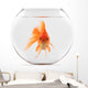 Goldfish Floating in Glass Sphere and on a White Background 