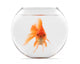 Goldfish Floating in Glass Sphere and on a White Background 