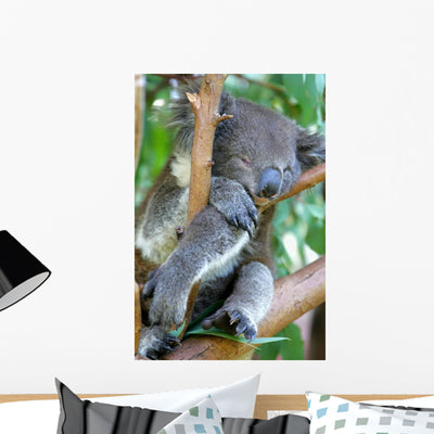 Koala Bear Wall Mural shown on a wall