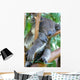 Koala Bear Wall Mural