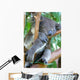 Koala Bear Wall Mural