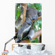 Koala Bear Wall Mural