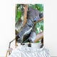 Koala Bear Wall Mural