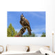 Falcon perched on its trainers hand Wall Mural