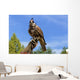 Falcon perched on its trainers hand Wall Mural