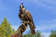 Falcon perched on its trainers hand Wall Mural