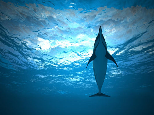 Dolphin under Water Wall Decal