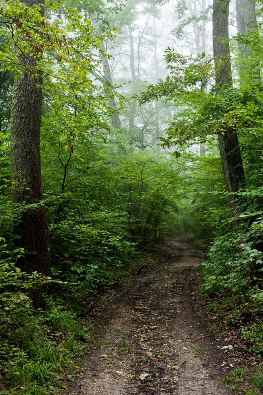 Path 
