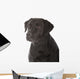 black labrador retriever 