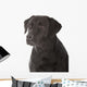 black labrador retriever 