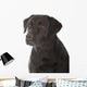 black labrador retriever 