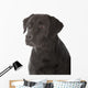 black labrador retriever 