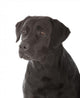 black labrador retriever 