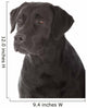 black labrador retriever 