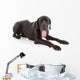 great dane Wall Decal