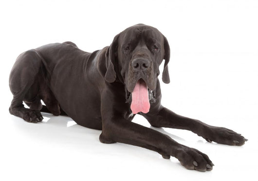 great dane Wall Decal