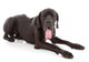 great dane Wall Decal