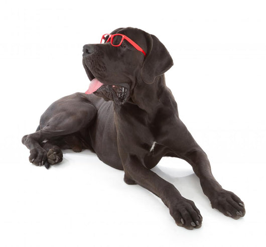 great dane Wall Decal