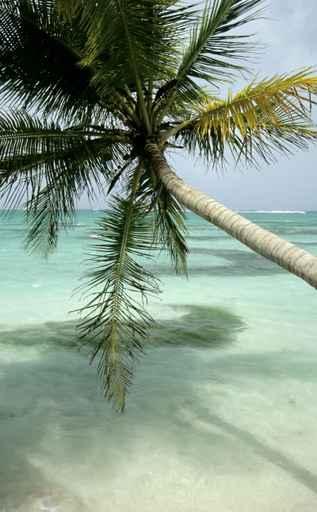 Palm Wall Decal