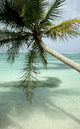 Palm Wall Decal