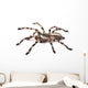 Tarantula Spider Female Poecilotheria Regalis 