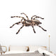 Tarantula Spider Female Poecilotheria Regalis 