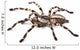 Tarantula Spider Female Poecilotheria Regalis 