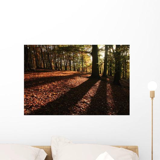 Forest in Autumn Wall Mural