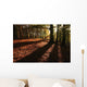 Forest in Autumn Wall Mural
