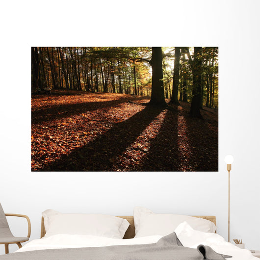 Forest in Autumn Wall Mural