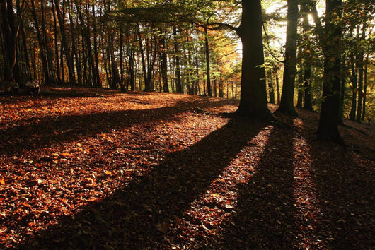 Forest in Autumn Wall Mural