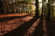Forest in Autumn Wall Mural