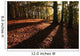 Forest in Autumn Wall Mural