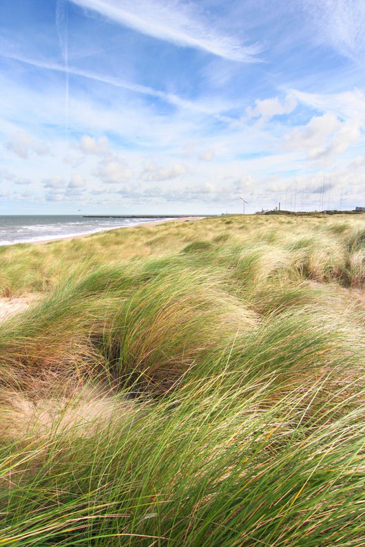 Dunes and the beach in spring Wall Mural