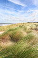 Dunes and the beach in spring Wall Mural