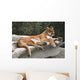 America Cougar Mountain Lion Resting on Rock 